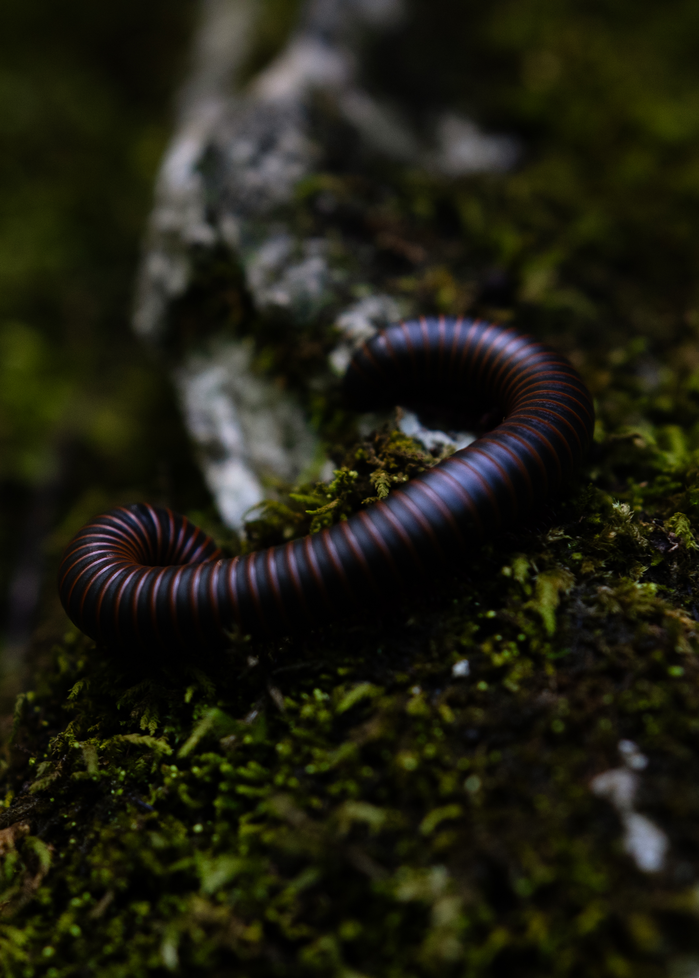 Millipede